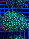 Goniopora Colony - WYSIWYG IMG_4401