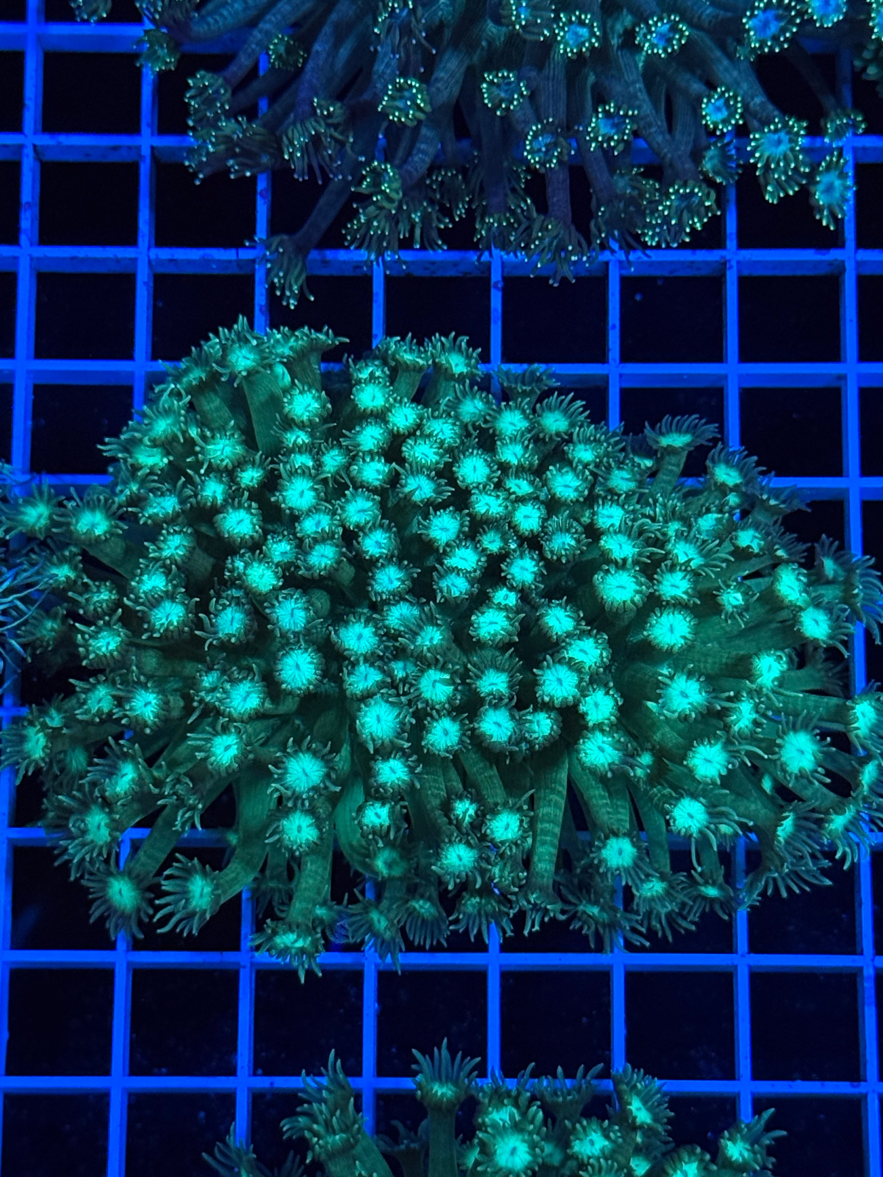 Goniopora Colony - WYSIWYG IMG_4401