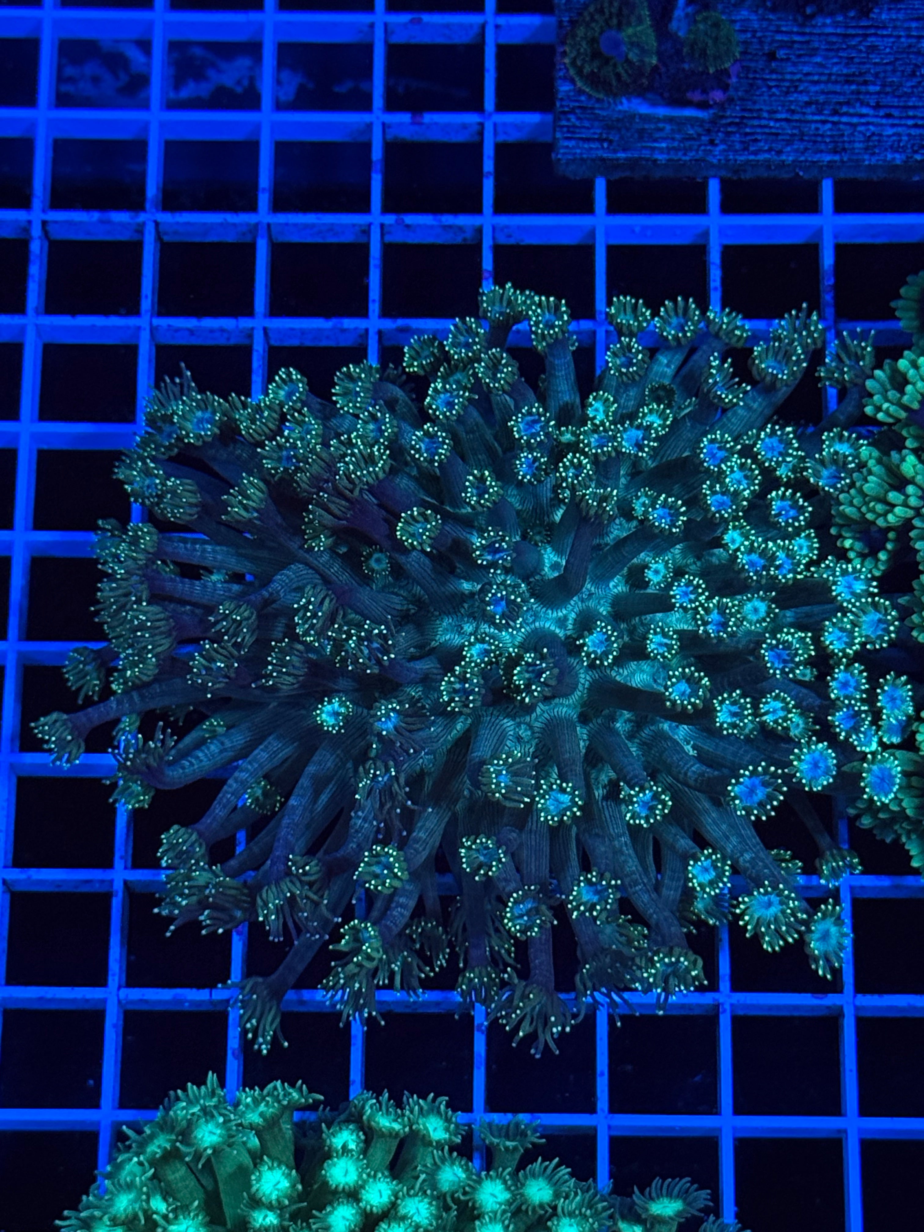 Goniopora Colony - WYSIWYG IMG_4402