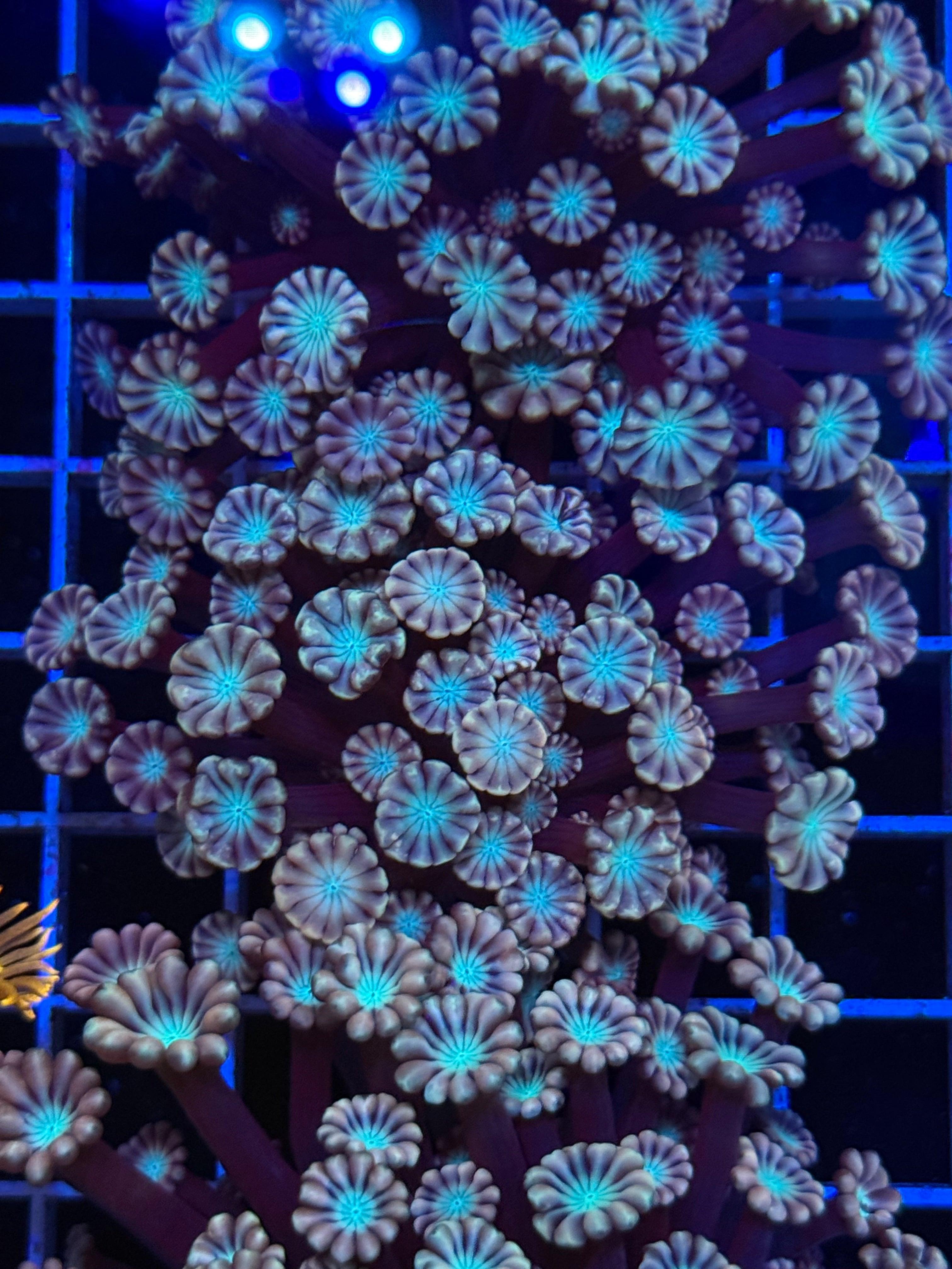 Pink Alveopora Frag - WYSIWYG IMG_4426