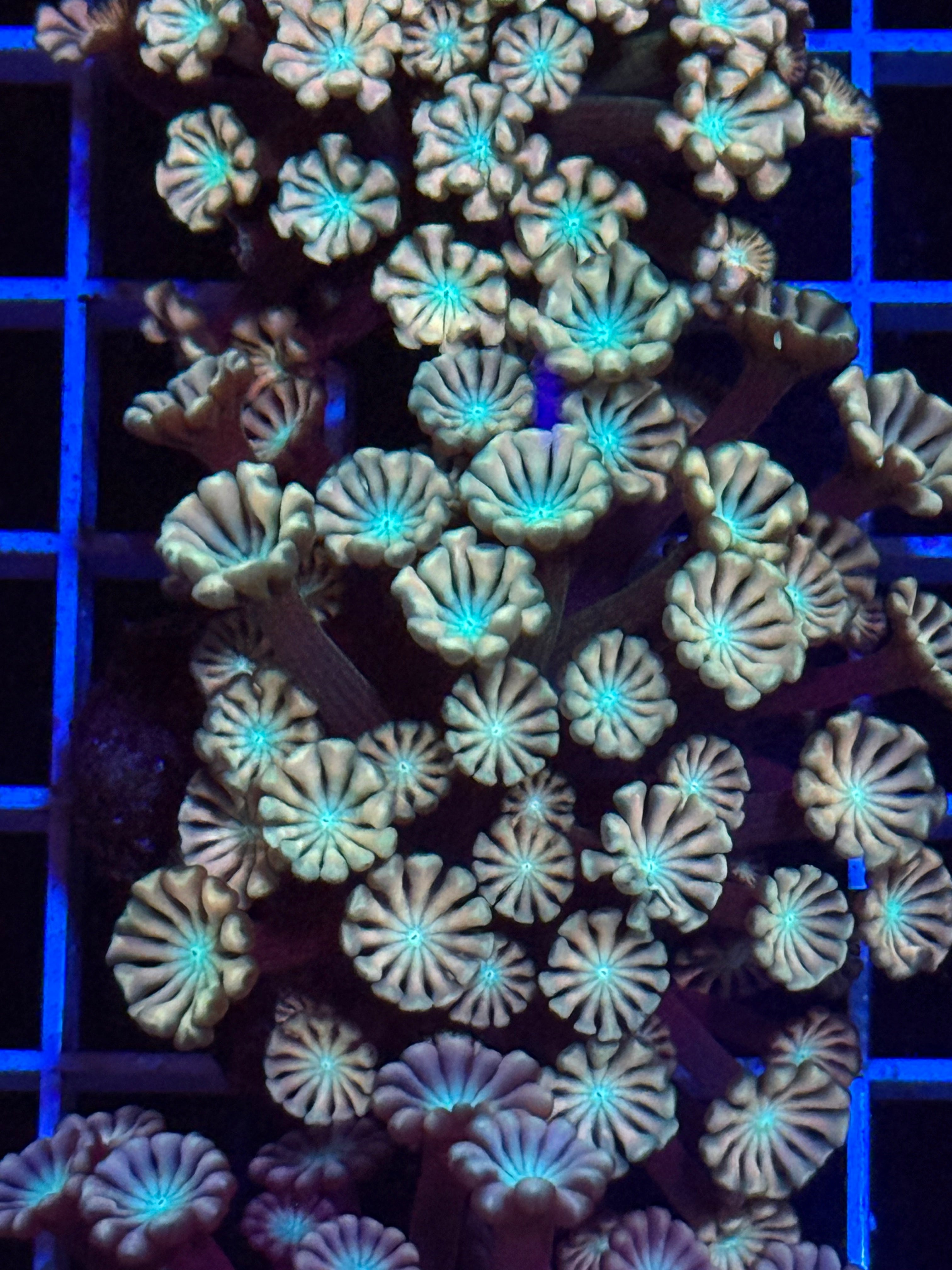 Pink Alveopora Frag - WYSIWYG IMG_4428