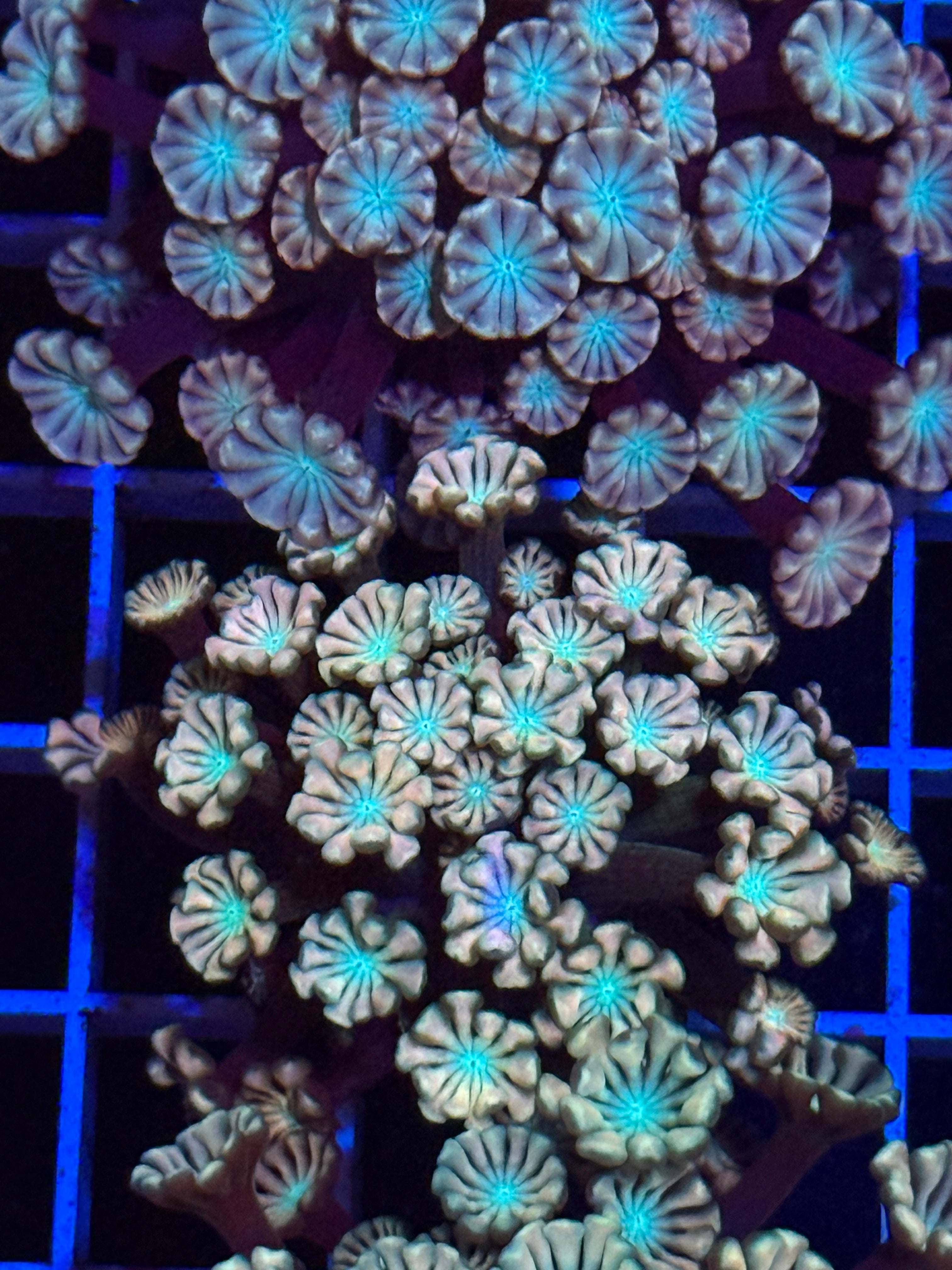 Pink Alveopora Frag - WYSIWYG IMG_4429