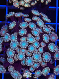 Pink Alveopora Frag - WYSIWYG IMG_4430