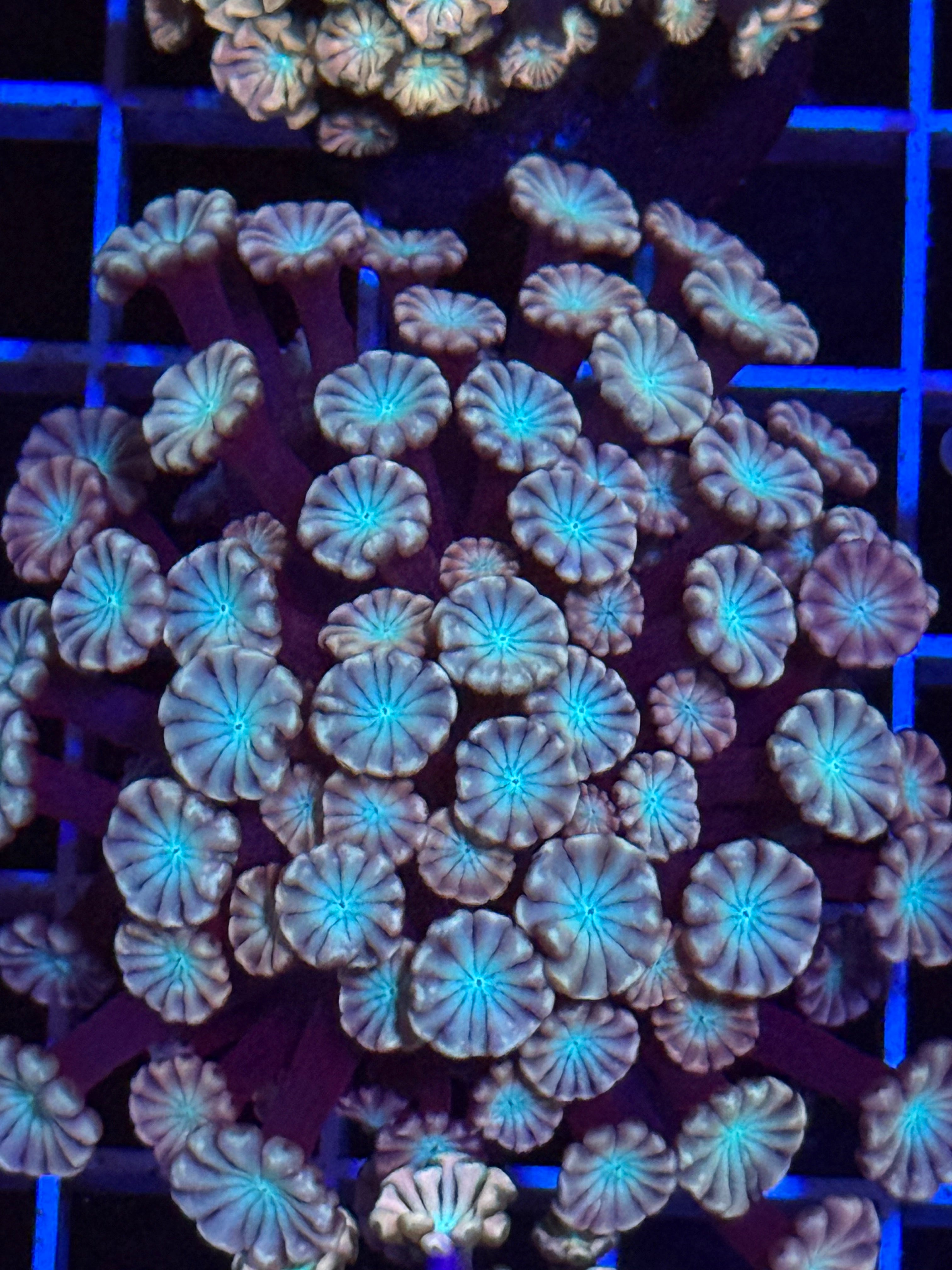 Pink Alveopora Frag - WYSIWYG IMG_4430