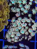 Pink Alveopora Frag - WYSIWYG IMG_4431
