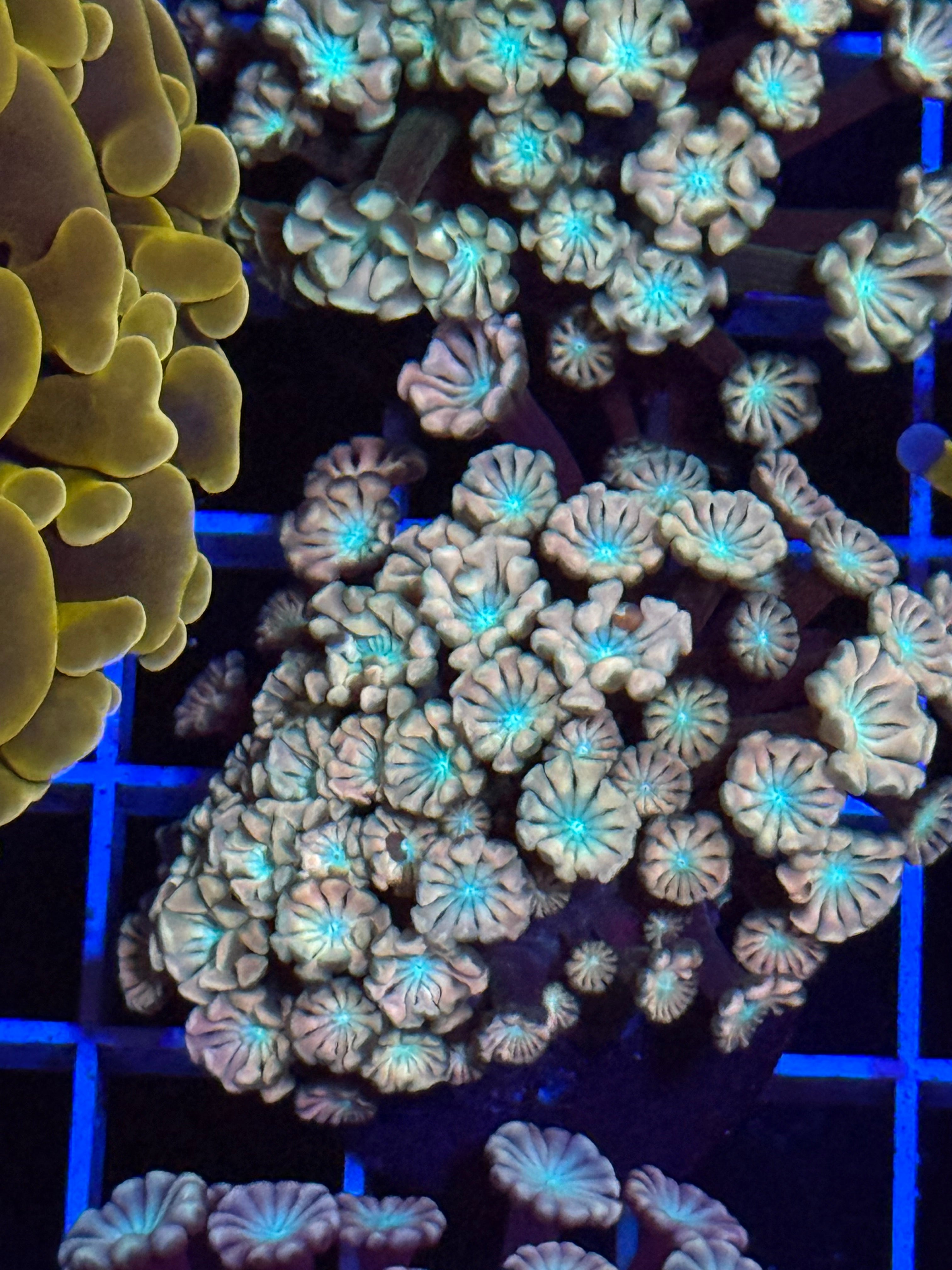 Pink Alveopora Frag - WYSIWYG IMG_4431