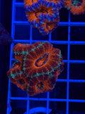 Blasto Frag - WYSIWYG IMG_4518