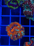 Blasto Frag - WYSIWYG IMG_4520