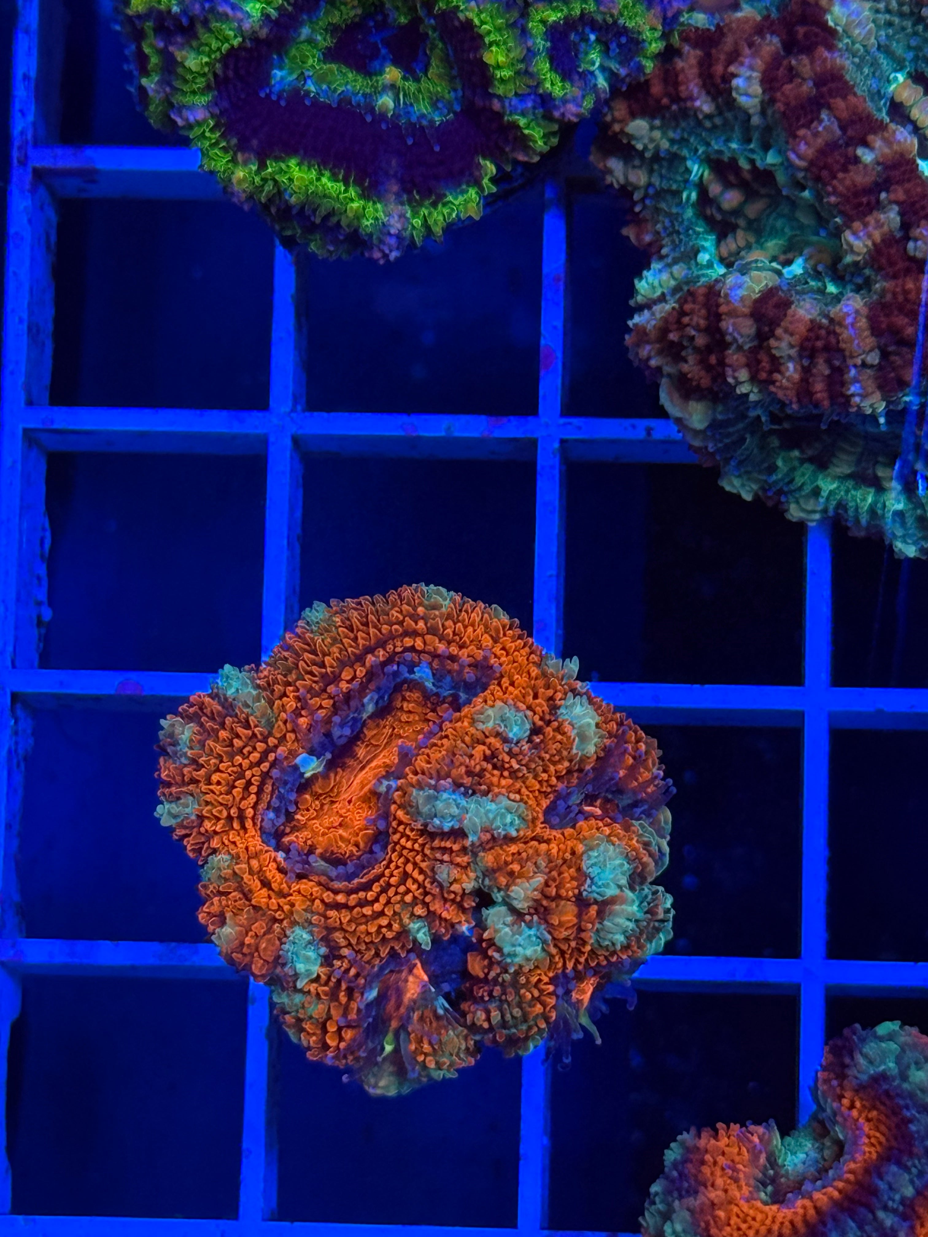 Blasto Frag - WYSIWYG IMG_4520