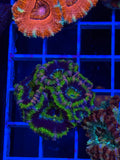 Blasto Frag - WYSIWYG IMG_4521