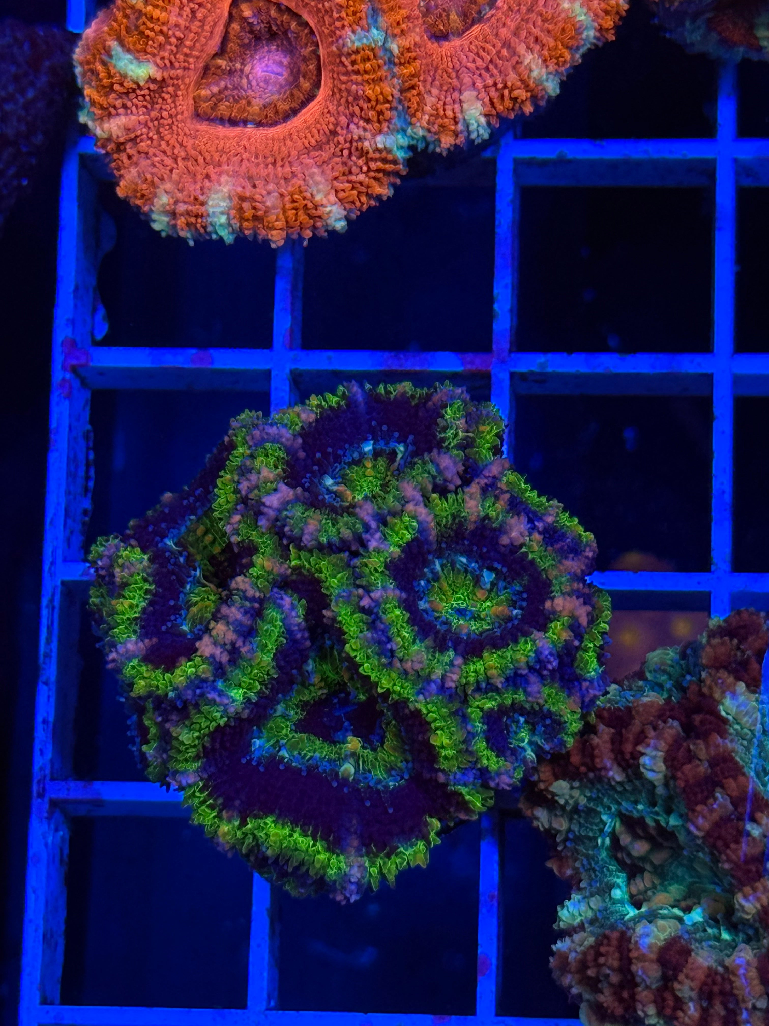 Blasto Frag - WYSIWYG IMG_4521