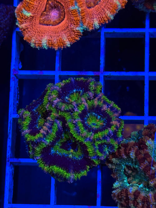 Blasto Frag - WYSIWYG IMG_4521