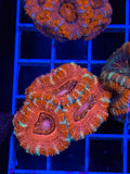 Blasto Frag - WYSIWYG IMG_4522