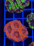 Blasto Frag - WYSIWYG IMG_4523