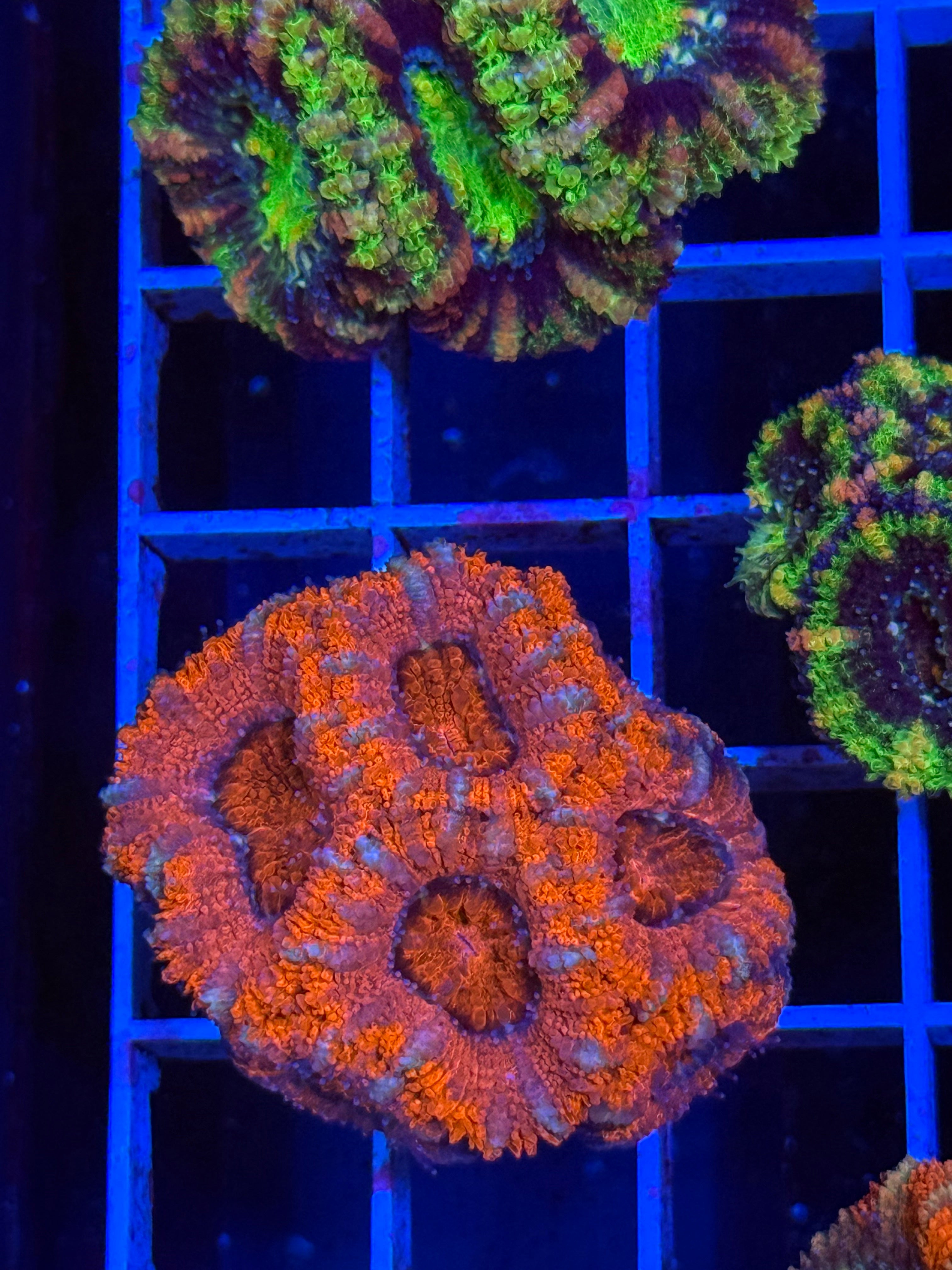 Blasto Frag - WYSIWYG IMG_4523