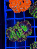 Blasto Frag - WYSIWYG IMG_4524