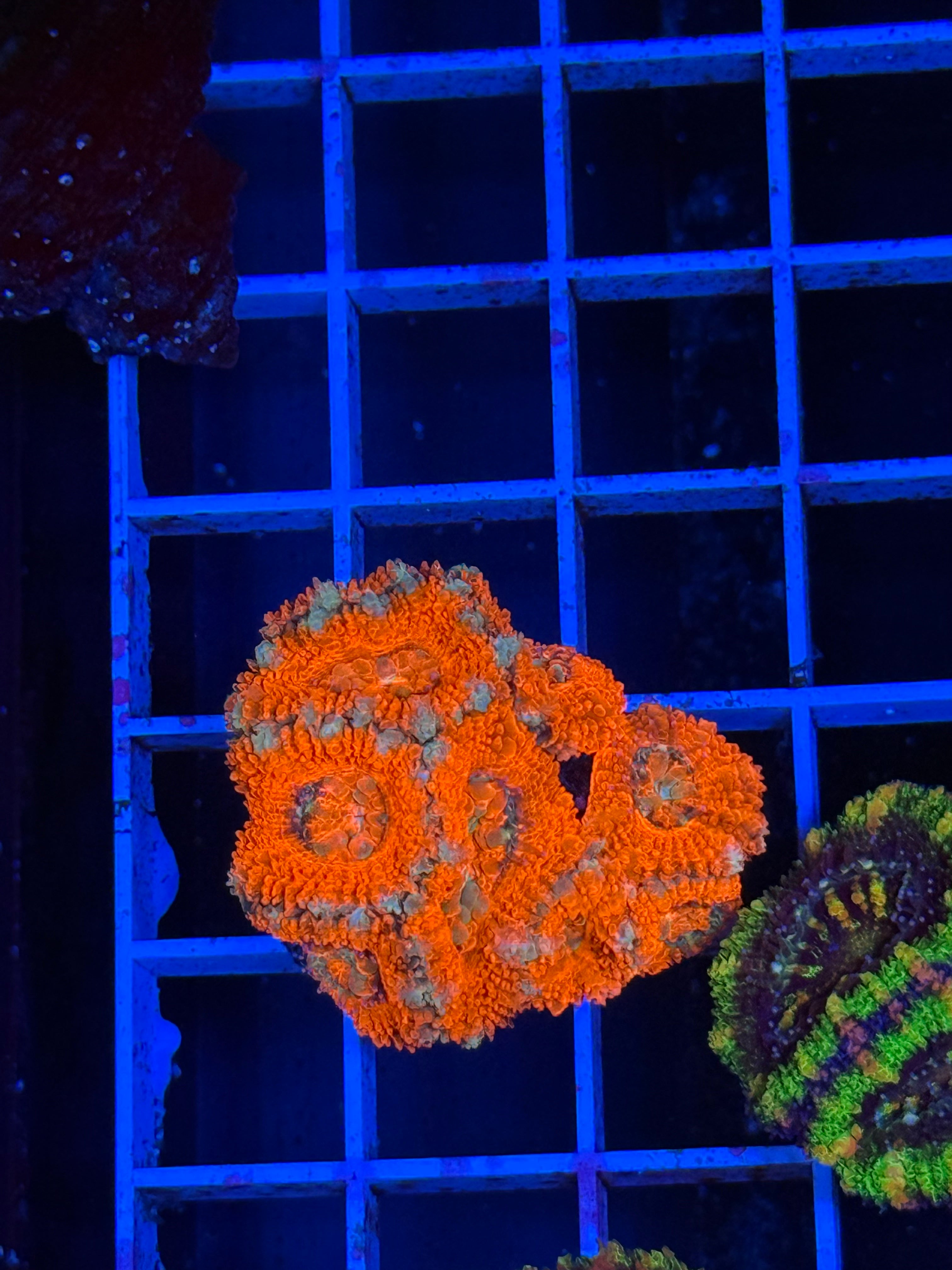 Blasto Frag - WYSIWYG IMG_4525