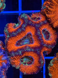 Blasto Frag - WYSIWYG IMG_4526