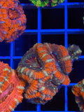 Blasto Frag - WYSIWYG IMG_4528