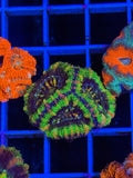 Blasto Frag - WYSIWYG IMG_4530