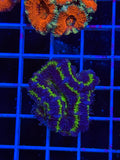 Blasto Frag - WYSIWYG IMG_4531