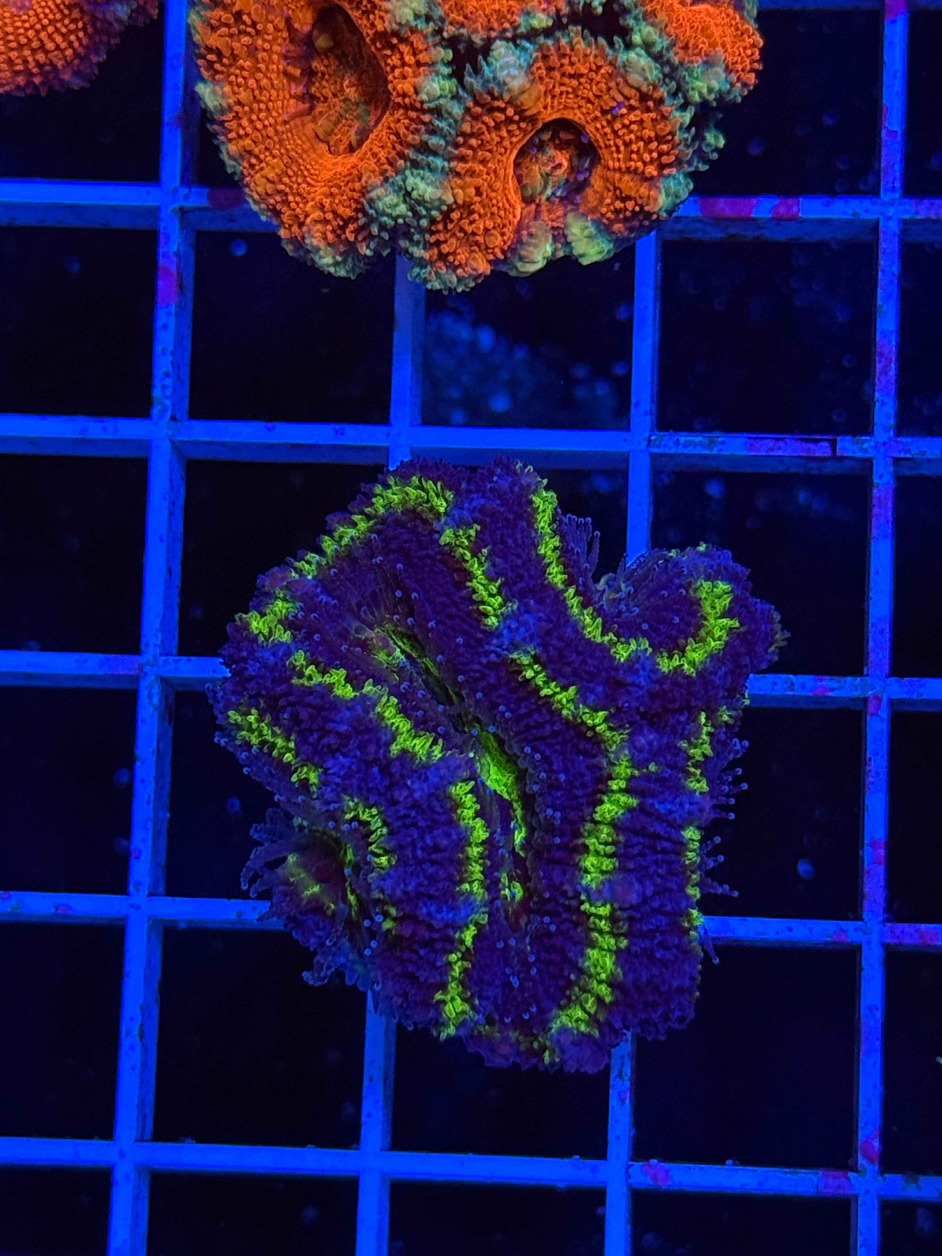 Blasto Frag - WYSIWYG IMG_4531
