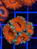 Blasto Frag - WYSIWYG IMG_4532