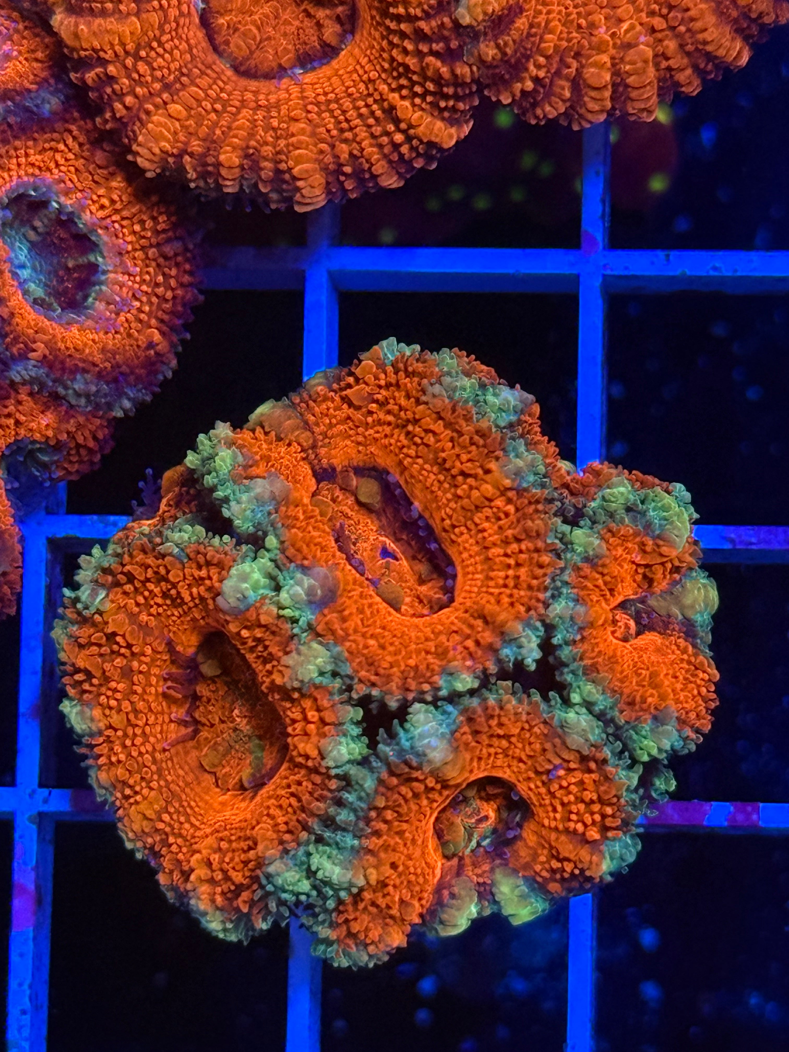 Blasto Frag - WYSIWYG IMG_4532