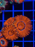 Blasto Frag - WYSIWYG IMG_4533