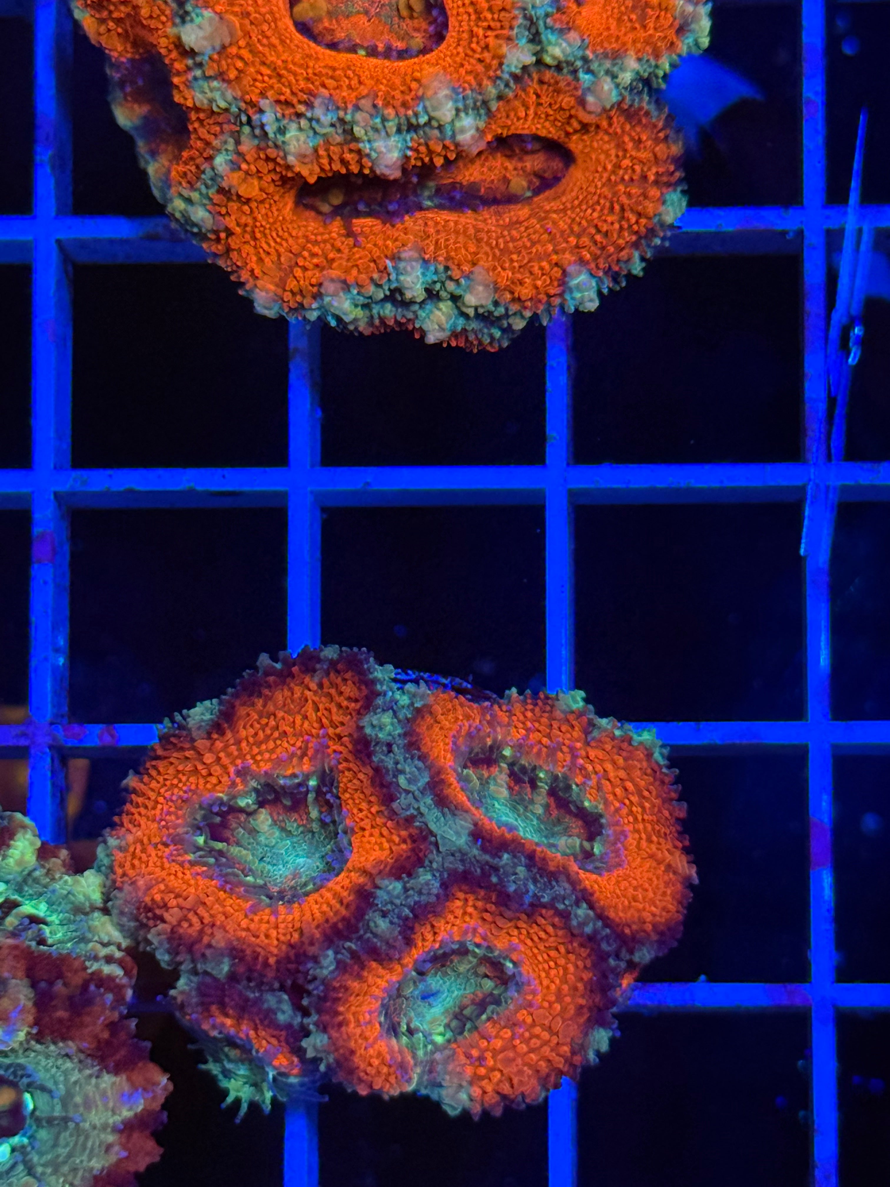 Blasto Frag - WYSIWYG IMG_4534