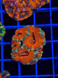 Blasto Frag - WYSIWYG IMG_4536