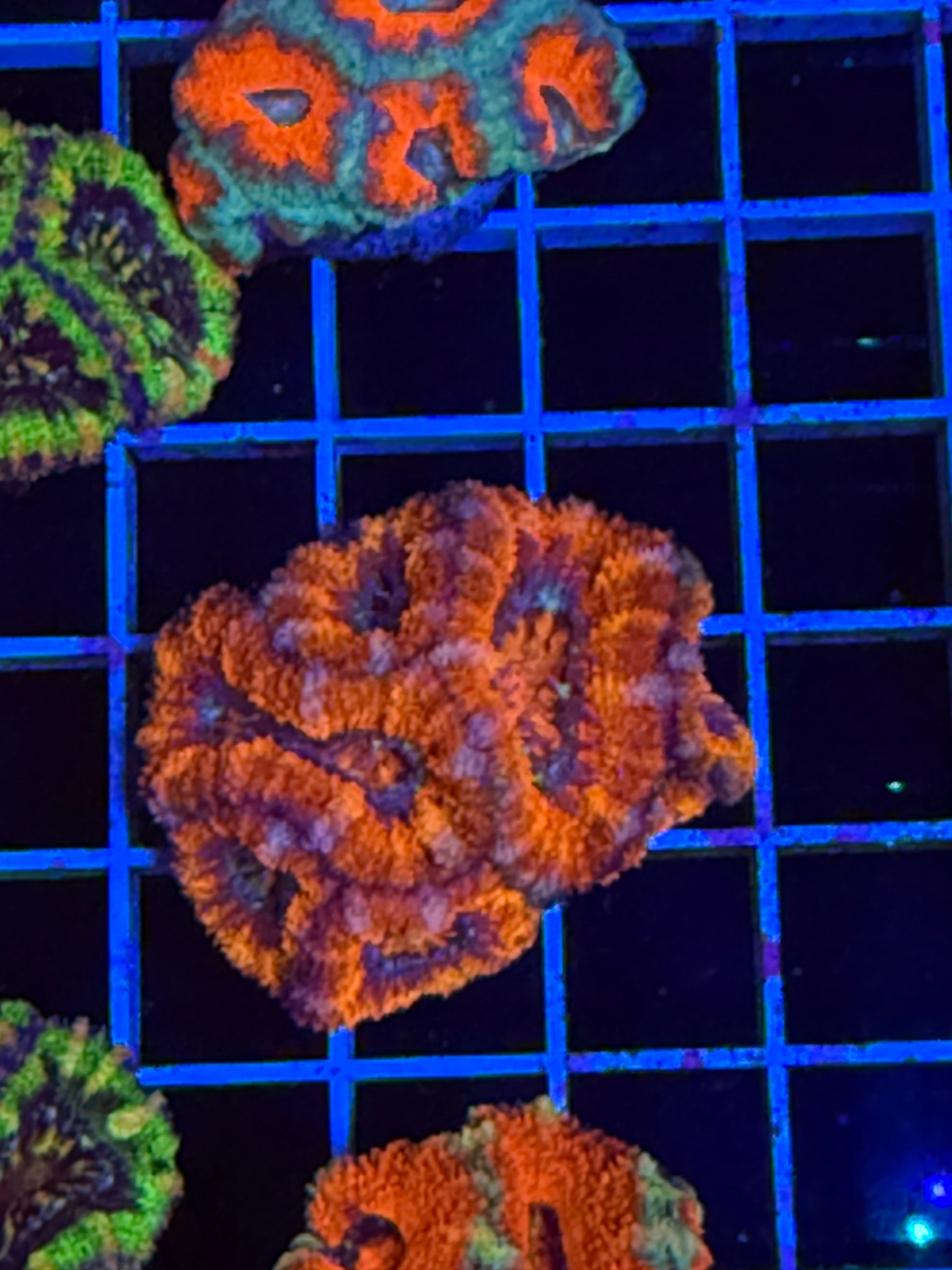 Blasto Frag - WYSIWYG IMG_4537