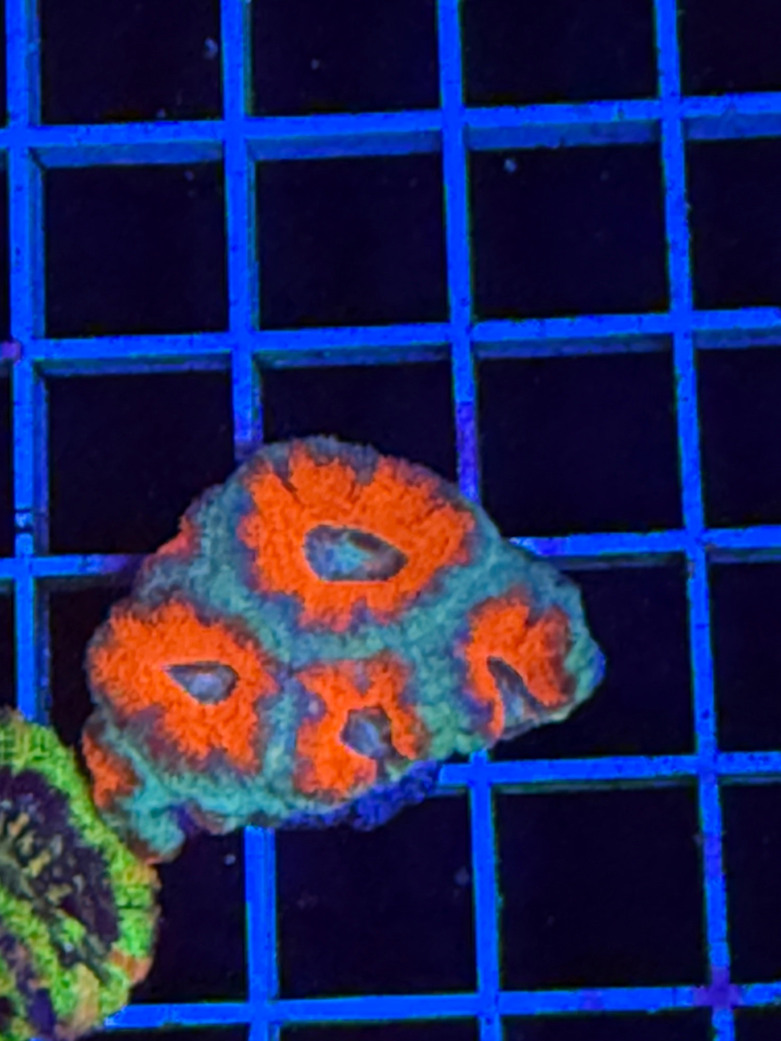 Blasto Frag - WYSIWYG IMG_4538
