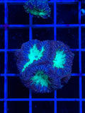 Blasto Frag - WYSIWYG IMG_4540