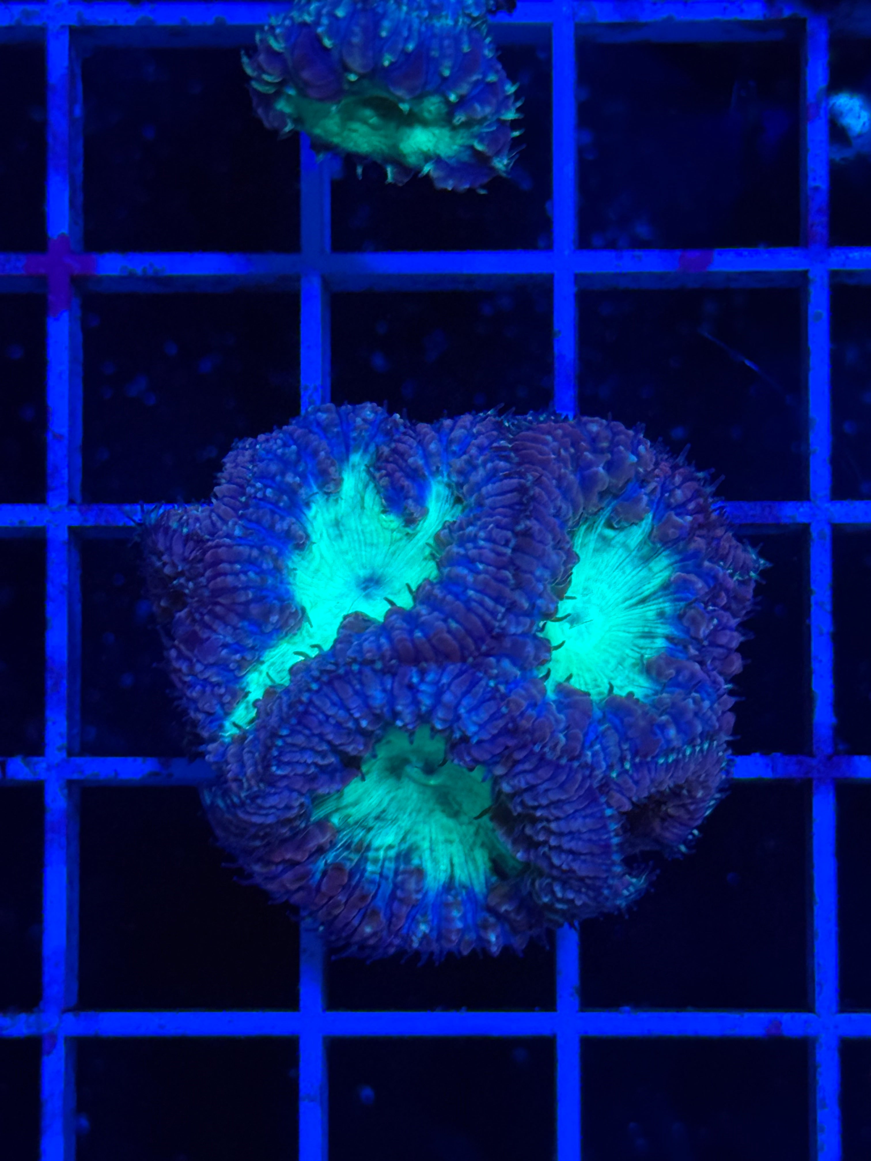 Blasto Frag - WYSIWYG IMG_4540