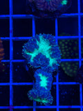 Blasto Frag - WYSIWYG IMG_4541