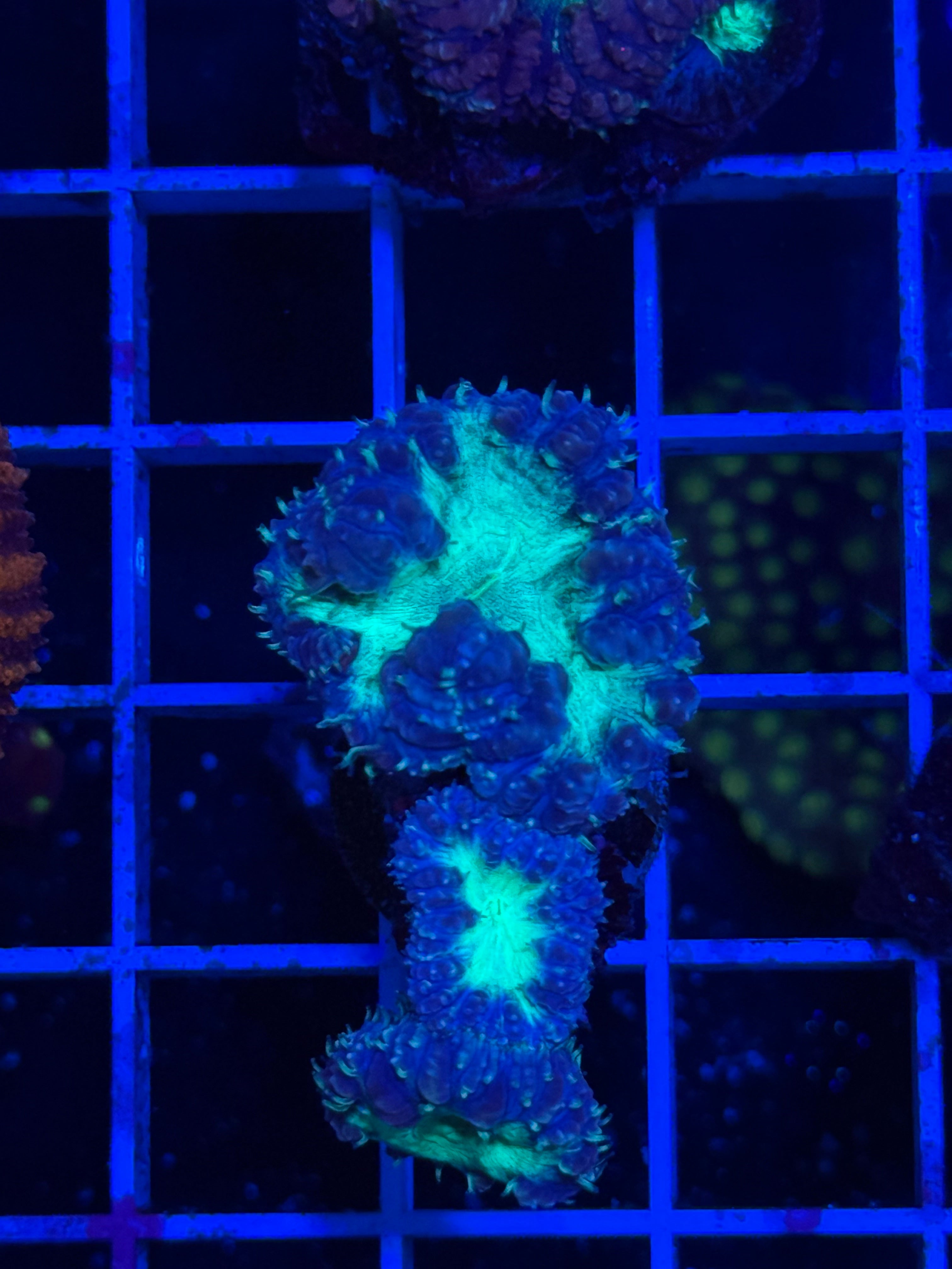 Blasto Frag - WYSIWYG IMG_4541
