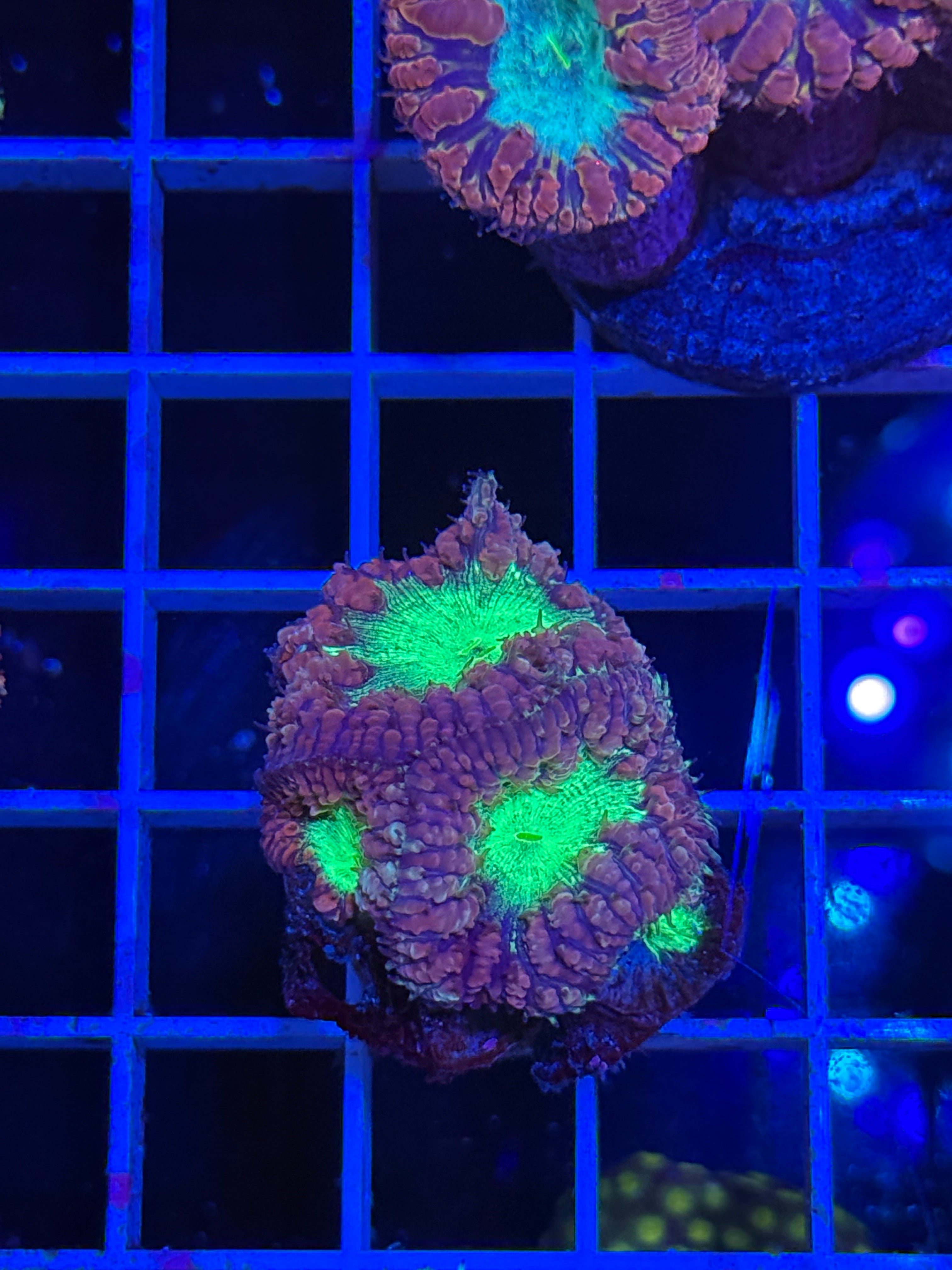 Blasto Frag - WYSIWYG IMG_4542