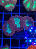 Blasto Frag - WYSIWYG IMG_4543