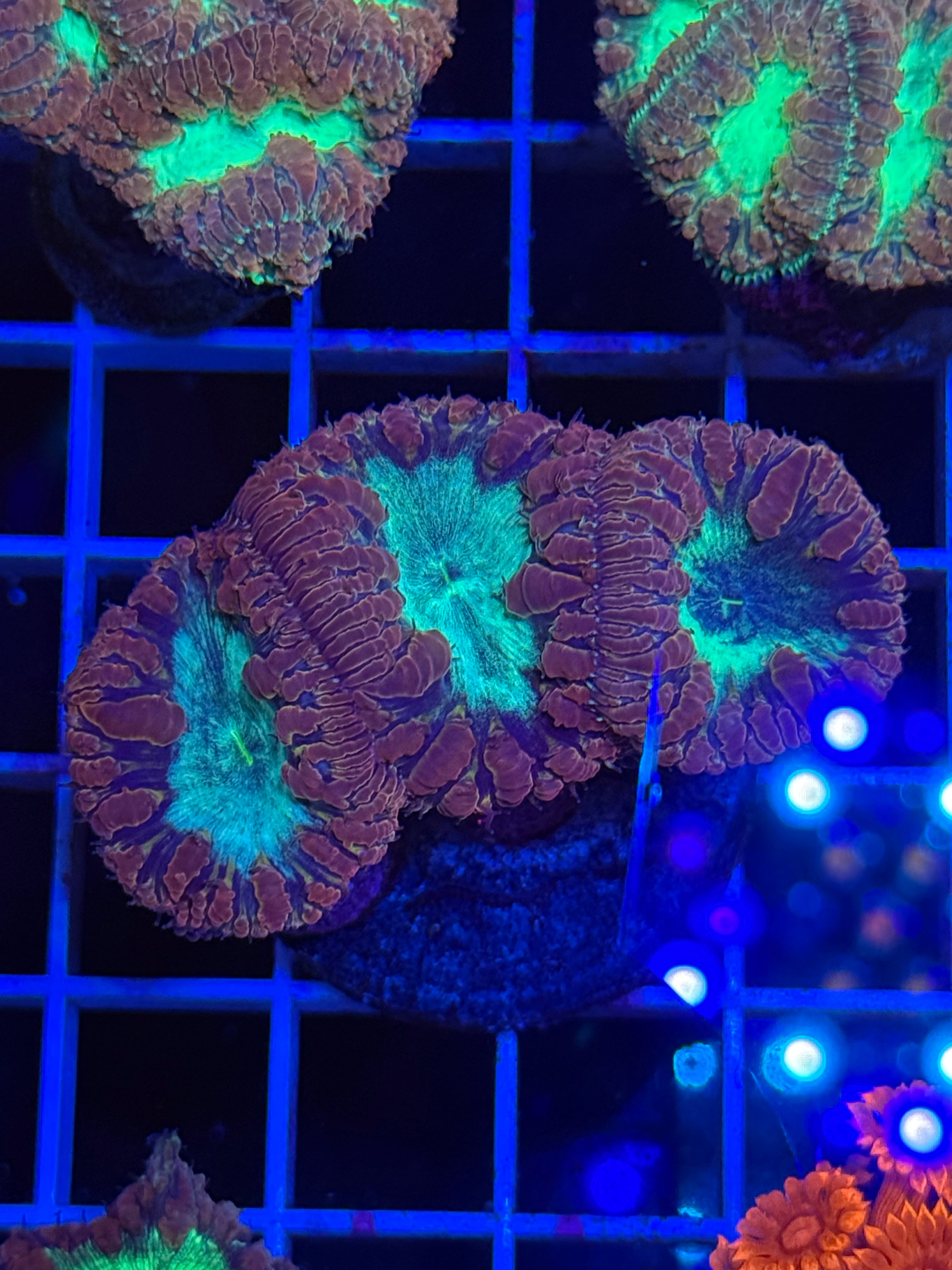 Blasto Frag - WYSIWYG IMG_4543