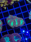 Blasto Frag - WYSIWYG IMG_4545