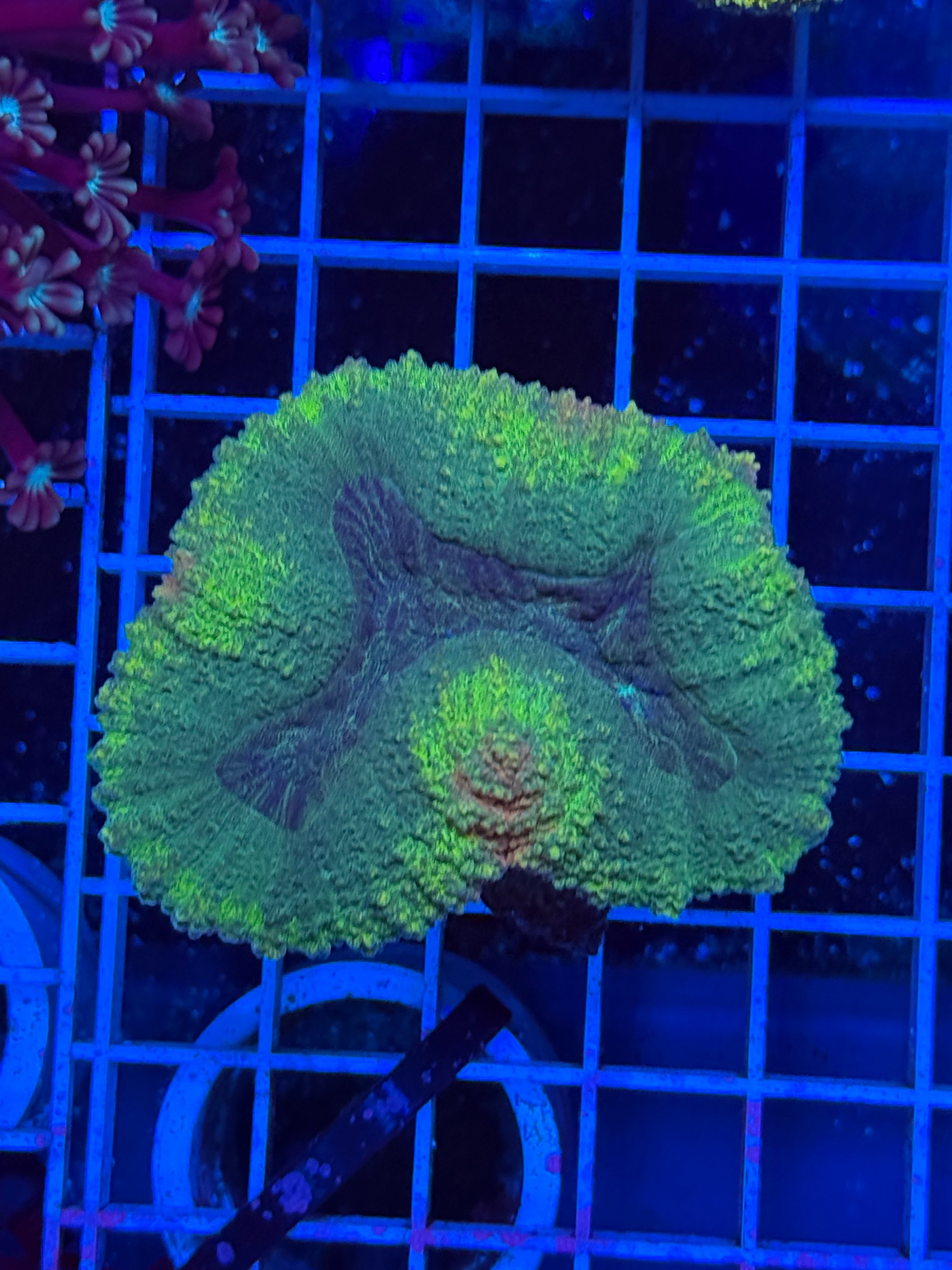 Lobophillia Colony - WYSIWYG IMG_4548