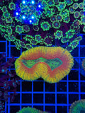 Lobophillia Colony - WYSIWYG IMG_4549