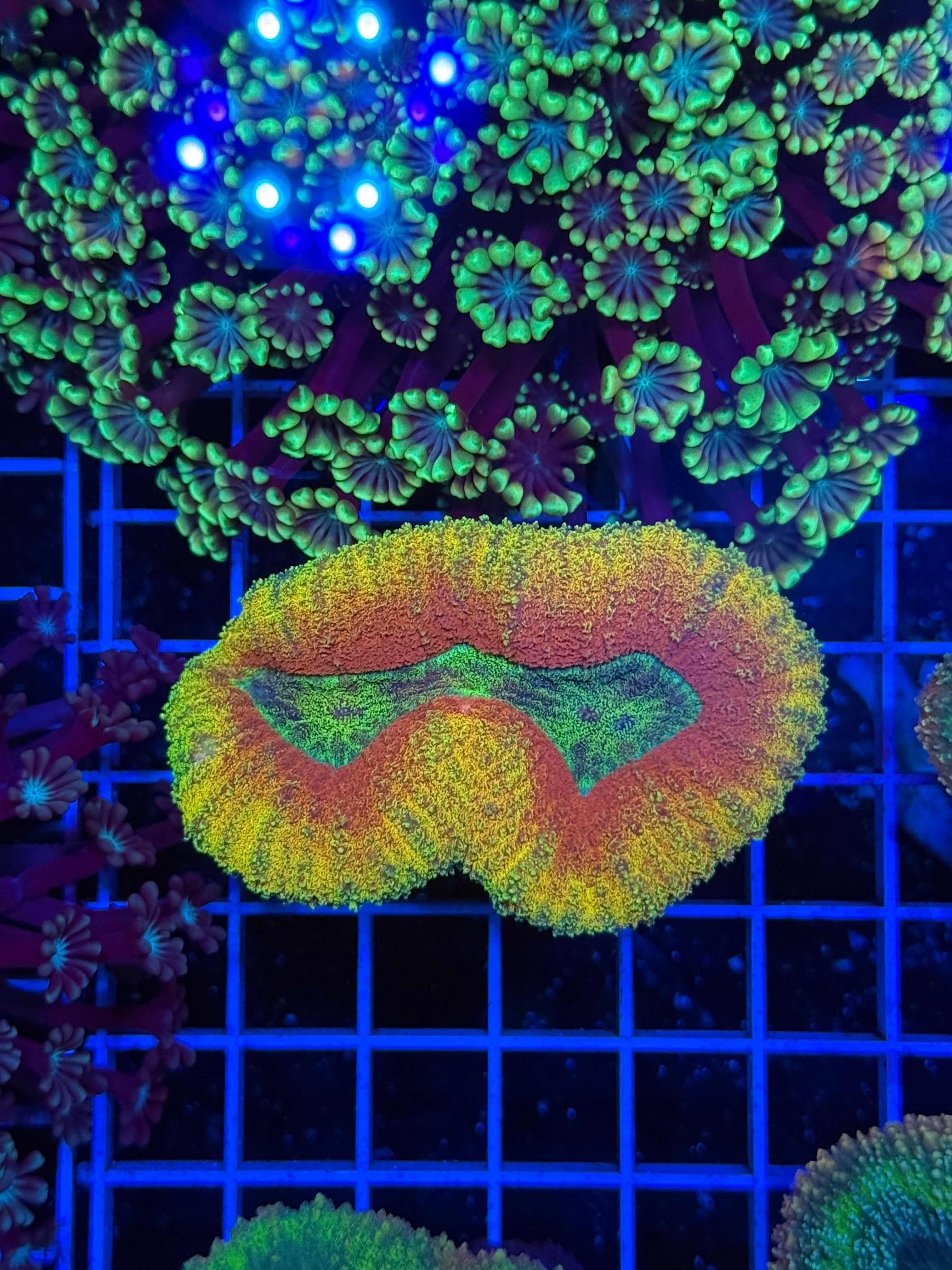 Lobophillia Colony - WYSIWYG IMG_4549