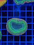Lobophillia Colony - WYSIWYG IMG_4550