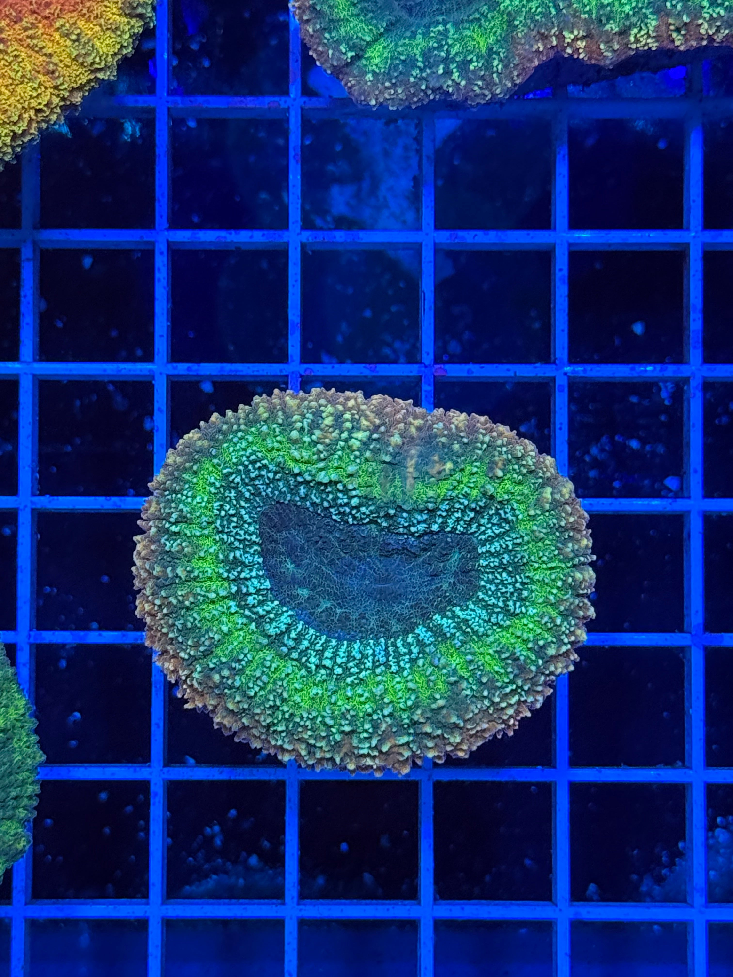 Lobophillia Colony - WYSIWYG IMG_4550