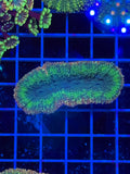 Lobophillia Colony - WYSIWYG IMG_4551