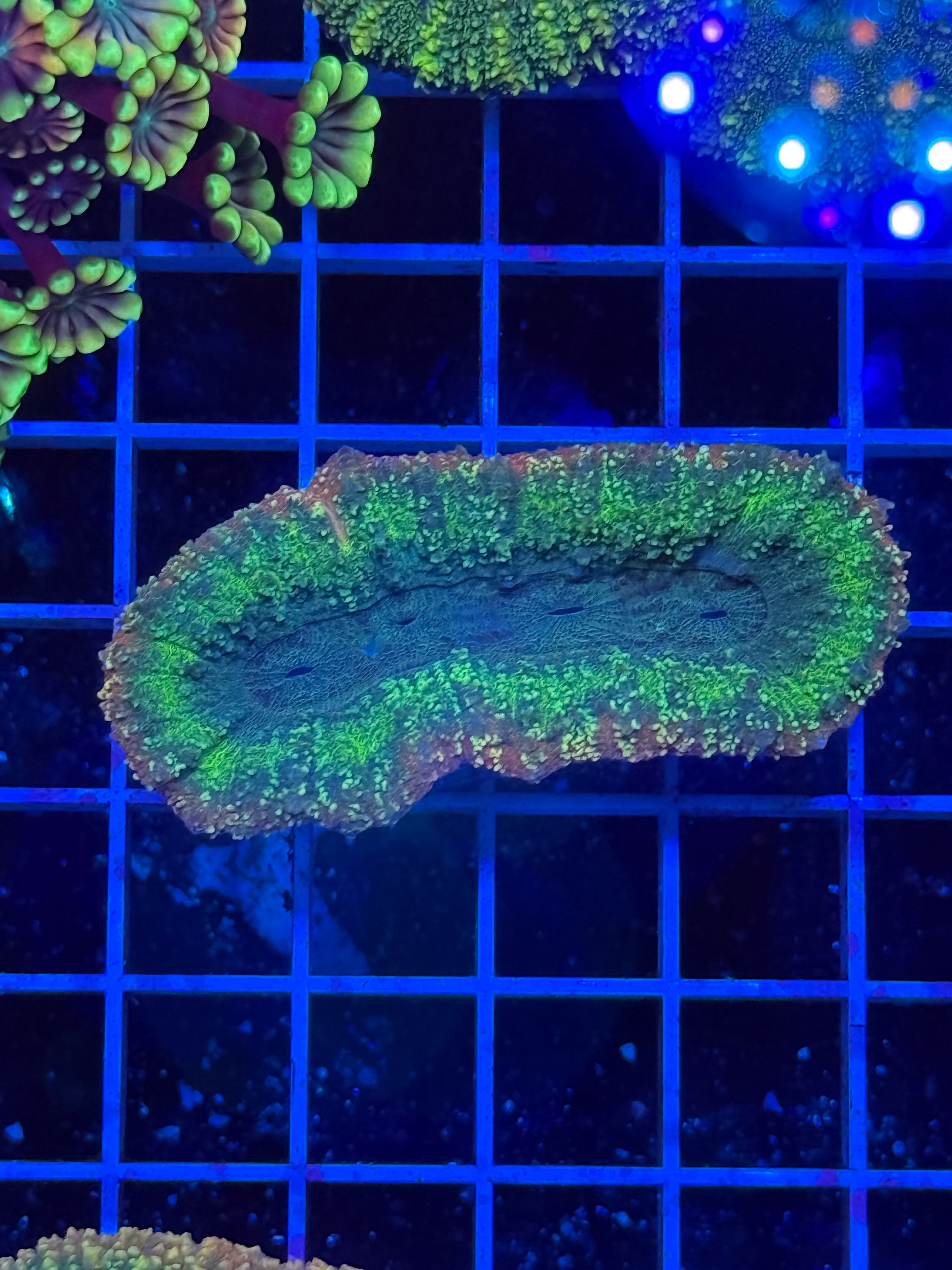 Lobophillia Colony - WYSIWYG IMG_4551
