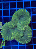 Lobophillia Colony - WYSIWYG IMG_4552