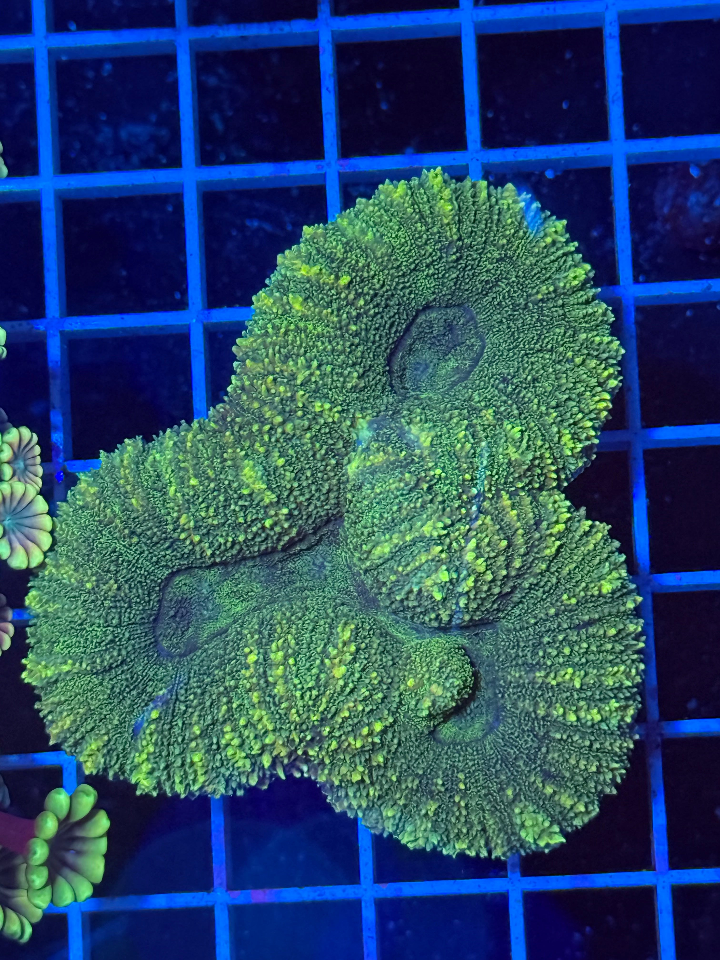 Lobophillia Colony - WYSIWYG IMG_4552